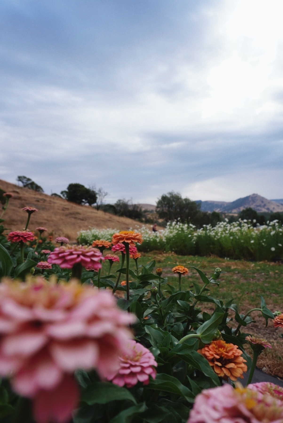 Visiting Bloom Into You Flower Farm